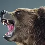 Разъяренный Медведь