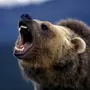 Медведь В Ярости
