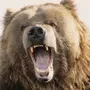 Медведь в ярости