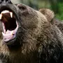 Медведь В Ярости