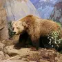 Пещерный Медведь