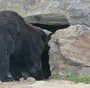 Пещерный медведь