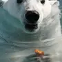 Водяной медведь