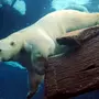 Водяной медведь