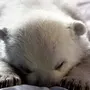 Спящий медвежонок картинки