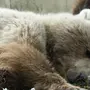 Спящий Медвежонок Картинки