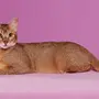 Порода кошек чаузи