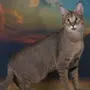 Порода кошек чаузи