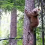 Медведь На Дереве