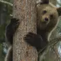 Медведь На Дереве