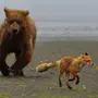 Медведь И Лиса Картинки