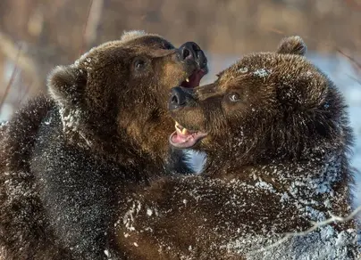 Медведи обнимаются картинки