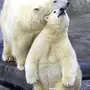 Медведи обнимаются картинки