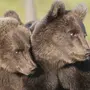 Влюбленные медведи картинки