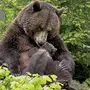 Влюбленные медведи картинки