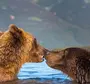 Влюбленные Медведи Картинки
