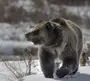 Категория Медведи