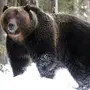 Медведь Шатун