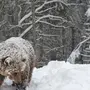 Медведь Шатун
