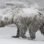 Медведь шатун