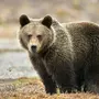 Как выглядит медведь