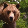 Как выглядит медведь