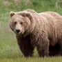 Как Выглядит Медведь