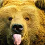 Медведь Улыбается Картинки