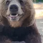 Медведь Улыбается Картинки