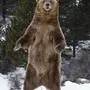 Медведь стоя