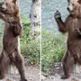 Медведь стоя