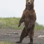 Медведь Стоя