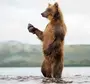 Медведь Стоя
