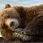Медведь спит картинки
