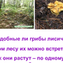 Медведь собирает грибы в лесу картинка