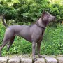 Собака Тайский Риджбек