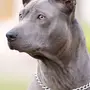 Собака Тайский Риджбек