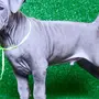Собака тайский риджбек