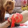 Медведь с блинами картинки