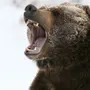 Медведь Рычит Картинка