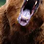 Медведь рычит картинка