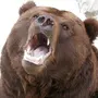 Медведь рычит картинка
