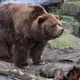 Медведь кадьяк