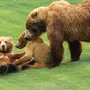 Медведь Кадьяк