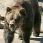 Медведь кадьяк