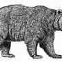 Медведь Картинка Черно Белая