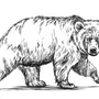 Медведь картинка черно белая
