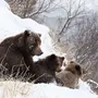 Медведь весной картинки