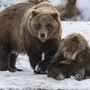 Медведь Весной Картинки