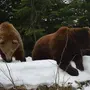 Медведь Весной Картинки
